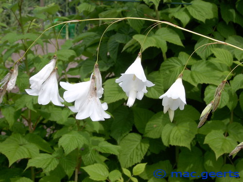 Dierama pendulum